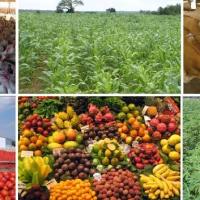 AGRICULTURAL MARKETING ACTIVITIES AND PROBLEMS IN NIGERIA